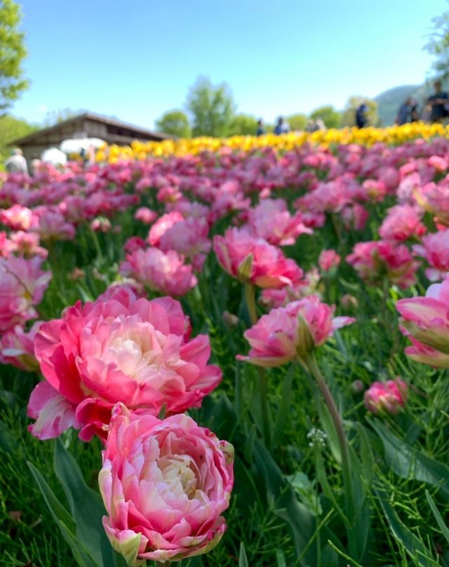 これもチューリップです！
珍しい種類もたくさん観れて大満足
菜の花エリアは疲れて断念…

投稿者：ちゃそ

@alpsazumino_hh 

#長窯株式会社 
#長窯50th 
#アルプスあづみの公園 
#チューリップ