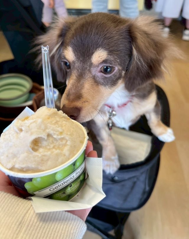 軽井沢のおいしいジェラート屋さん
長野産の季節のフルーツを使ってます！
もう1回食べたい💛

投稿者：アルル

#長窯株式会社
#長窯50th
#虹のジェラート屋さん
#軽井沢
#シャインマスカット